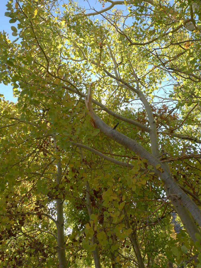 California-Fall2010 566.JPG
